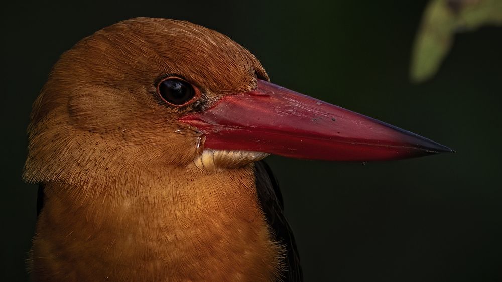 Brown-winged Kingfisher