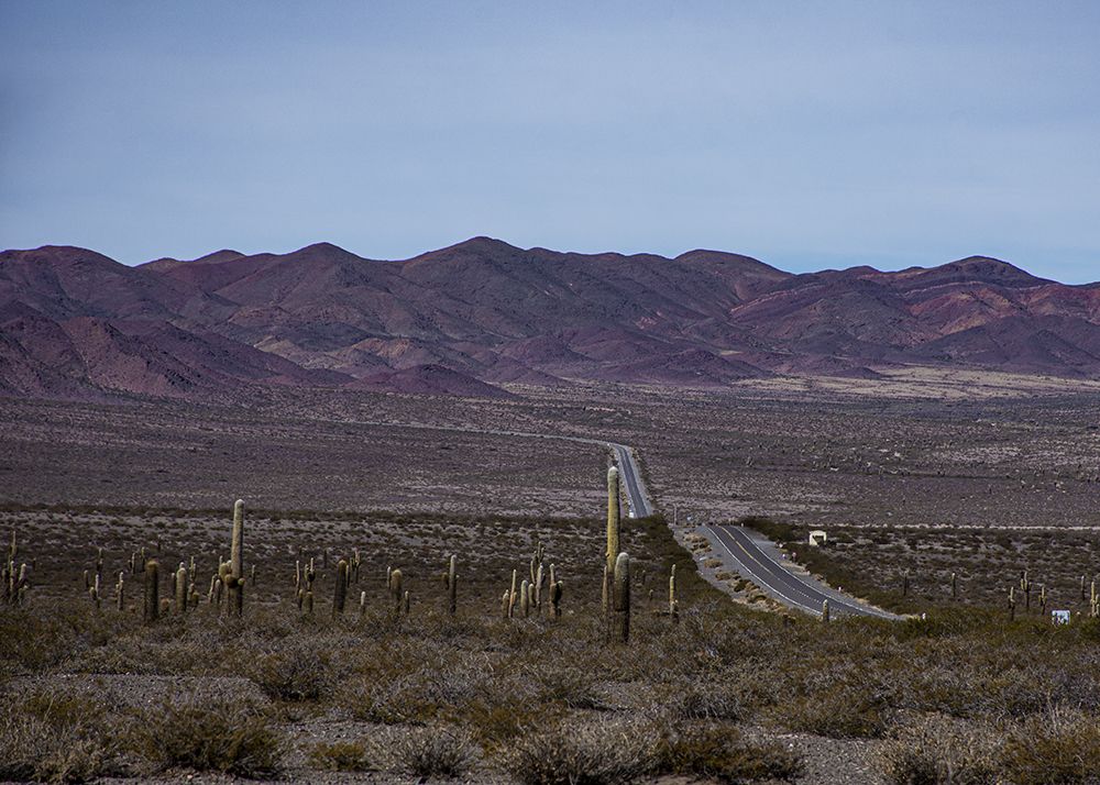 Parque Nacional Los Cardones. Salta. Argentina
