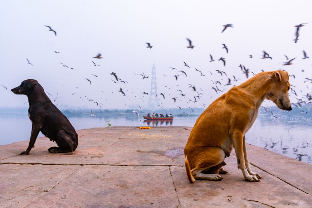 The gulls and the guards