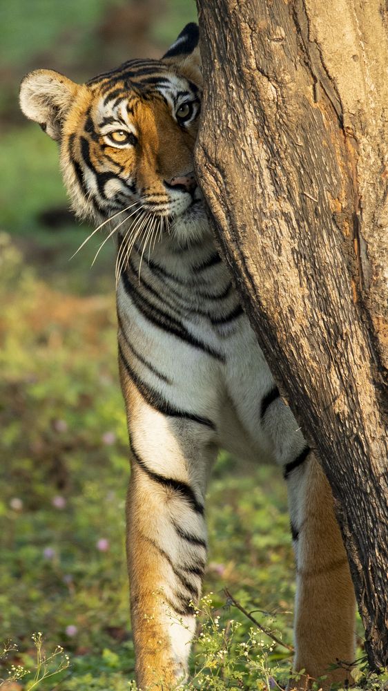 Photograph by Rohan Jerald