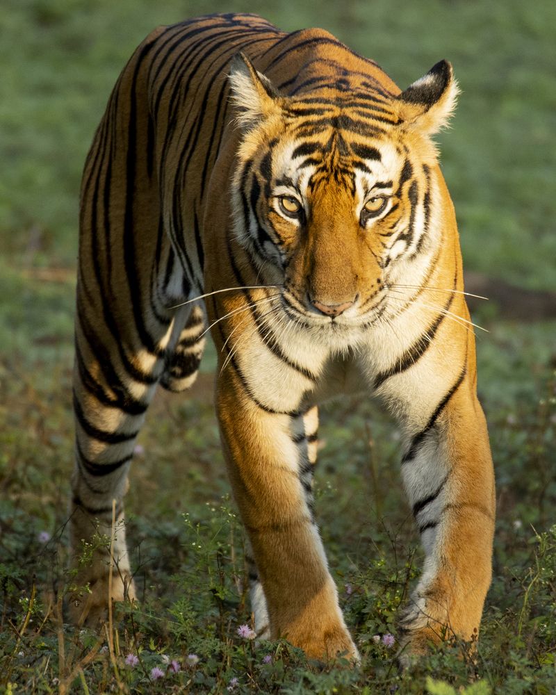 Photograph by Rohan Jerald