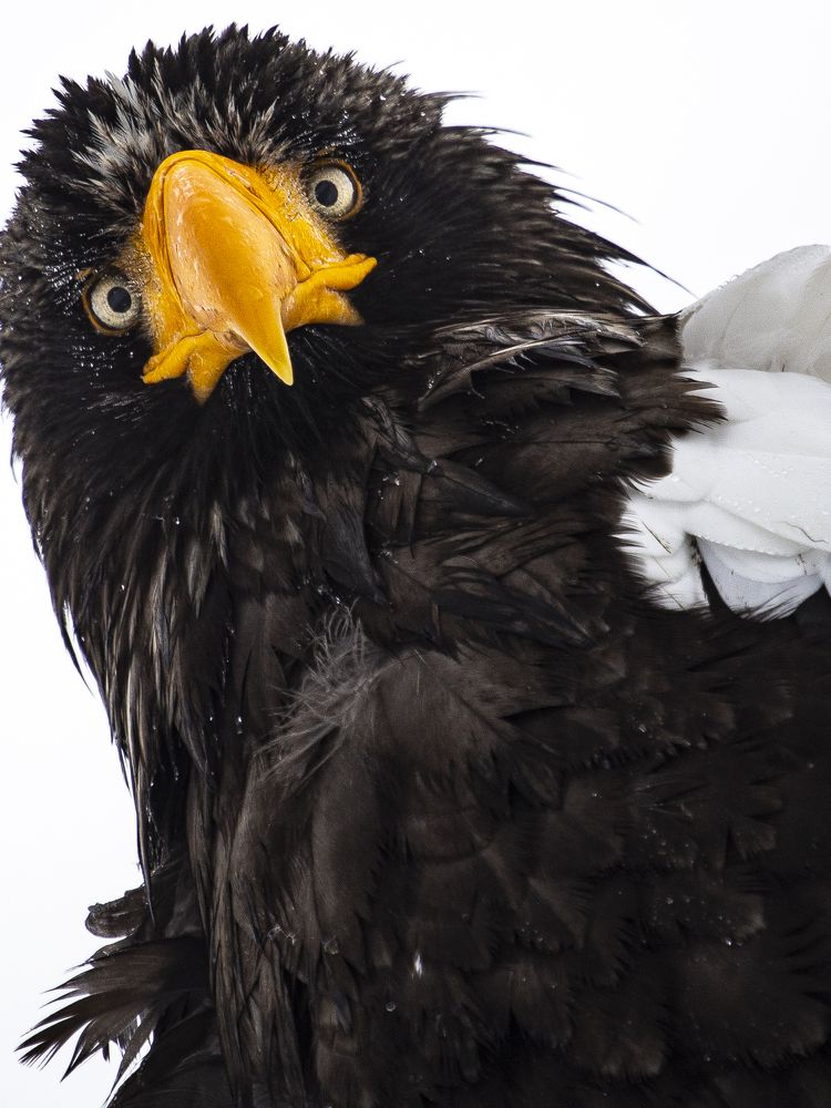 Photograph by W Shan