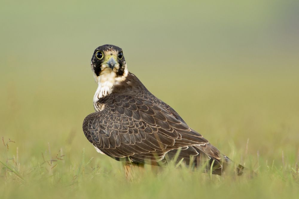 Photograph by Rohan Jerald