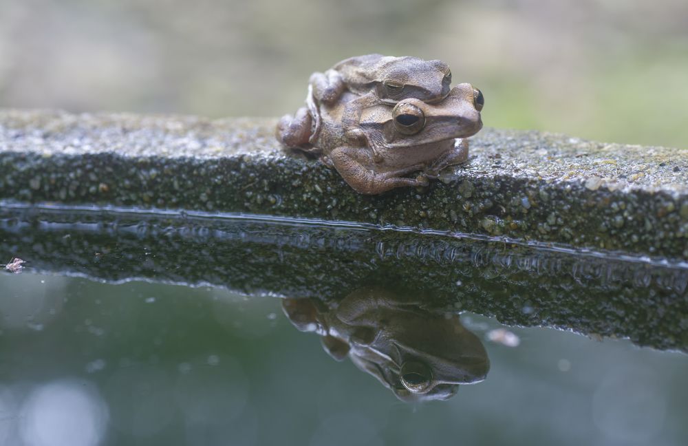 frogs by the pond