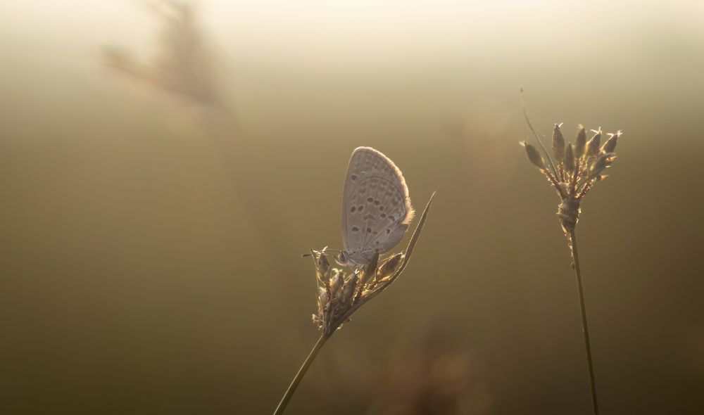 Photograph by Osanda Dissanayake