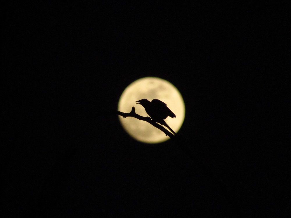 Into the moon