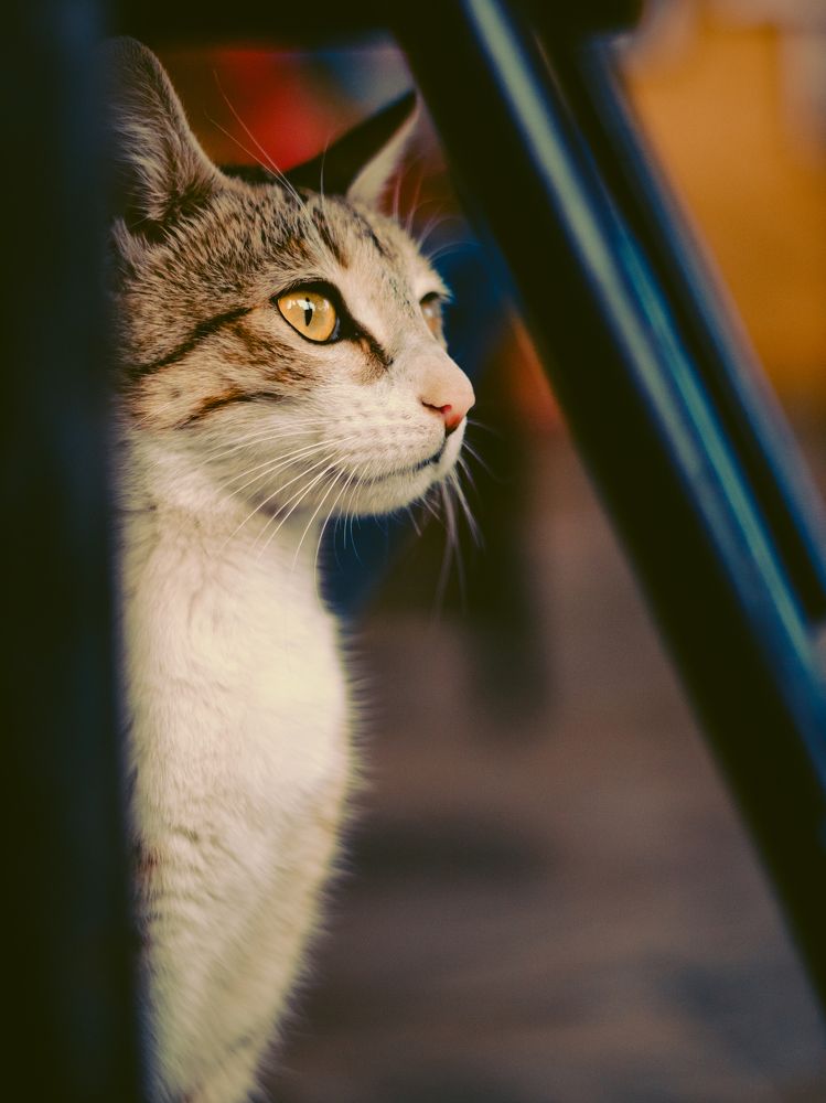 A Cat posing for a dream picture.