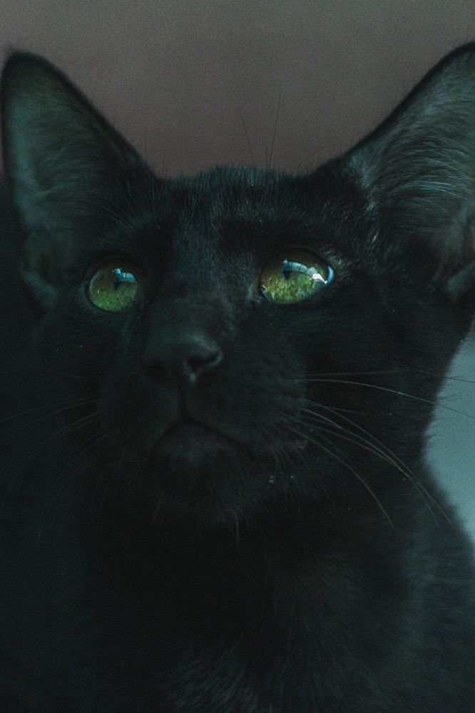 Those Majestic eyes.