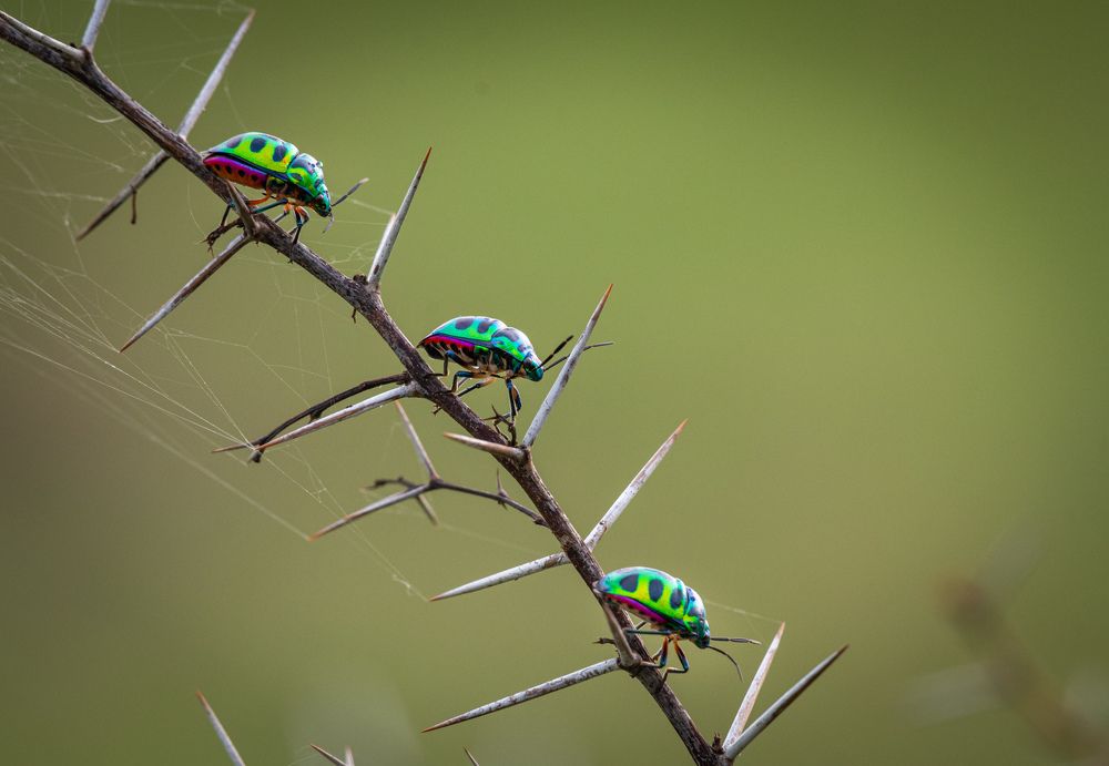 Photograph by Dipanjan Pal