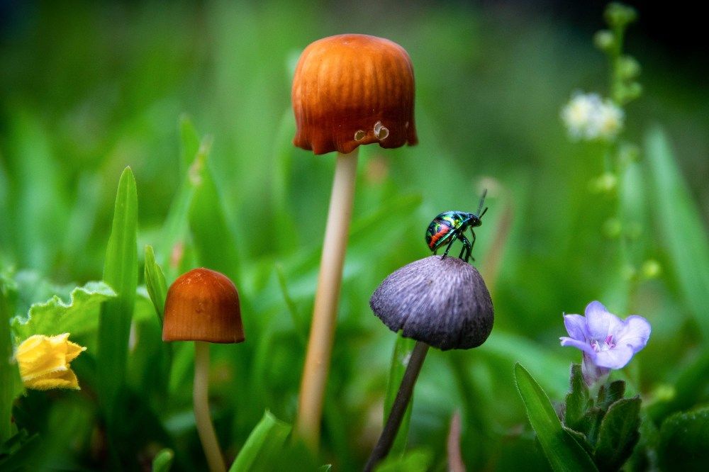 Photograph by Dipanjan Pal