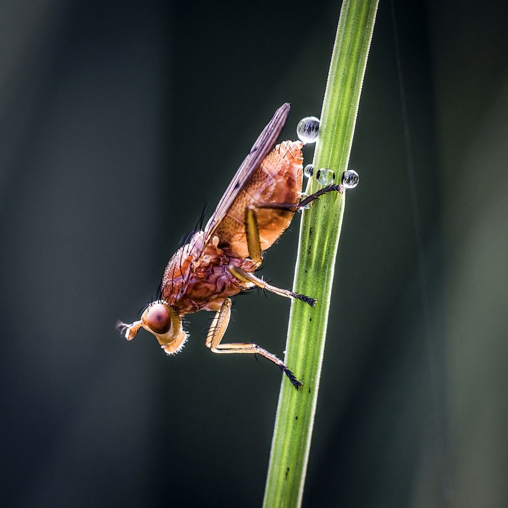 Рождение Капитошек