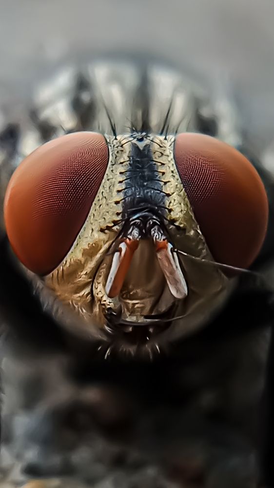 Photograph by Sandip Baral