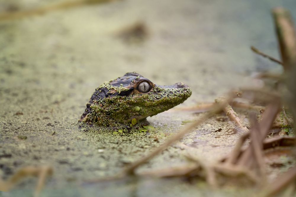 Фотография автора Irina Kozhemyakina