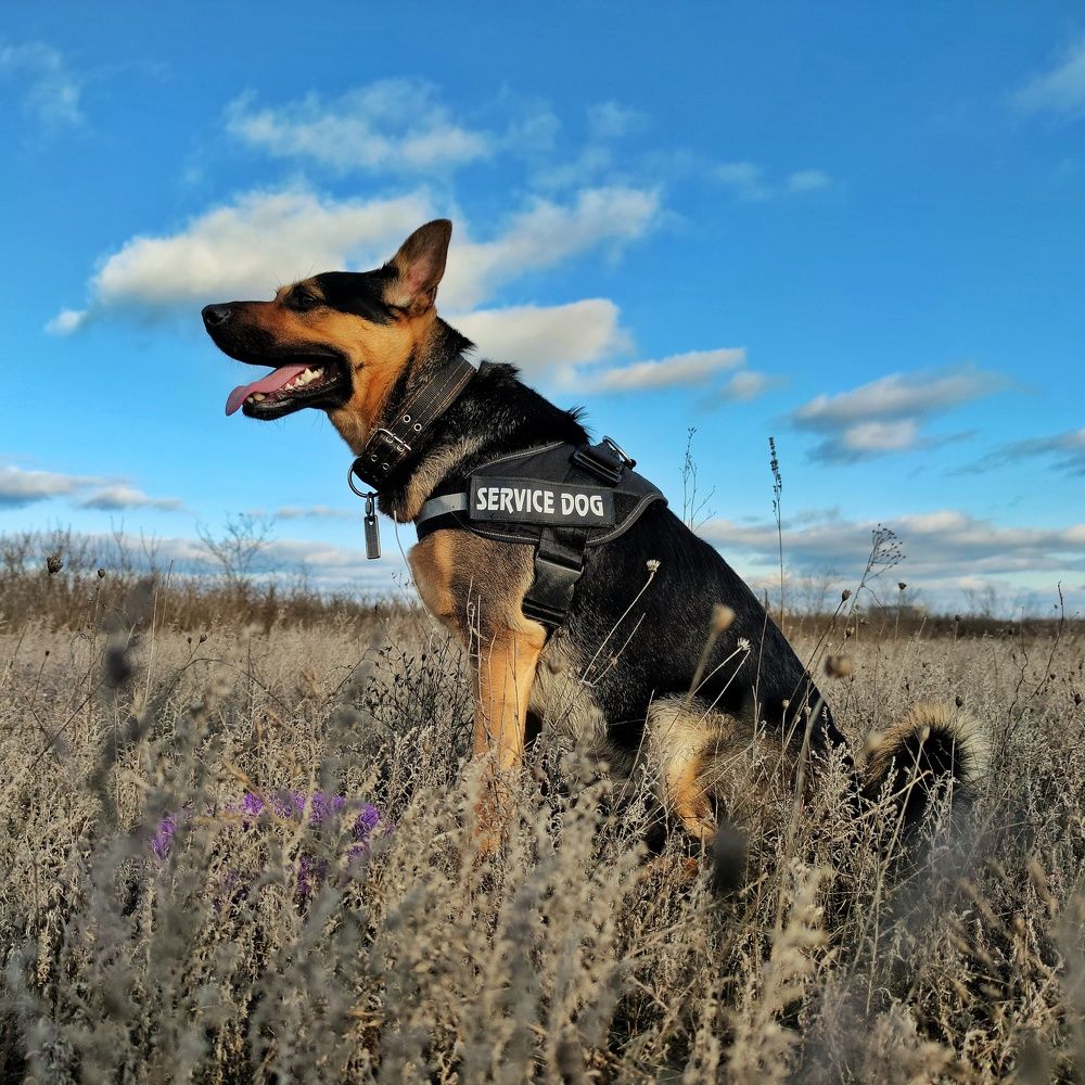 Фотография автора yuriy pokhvalitov