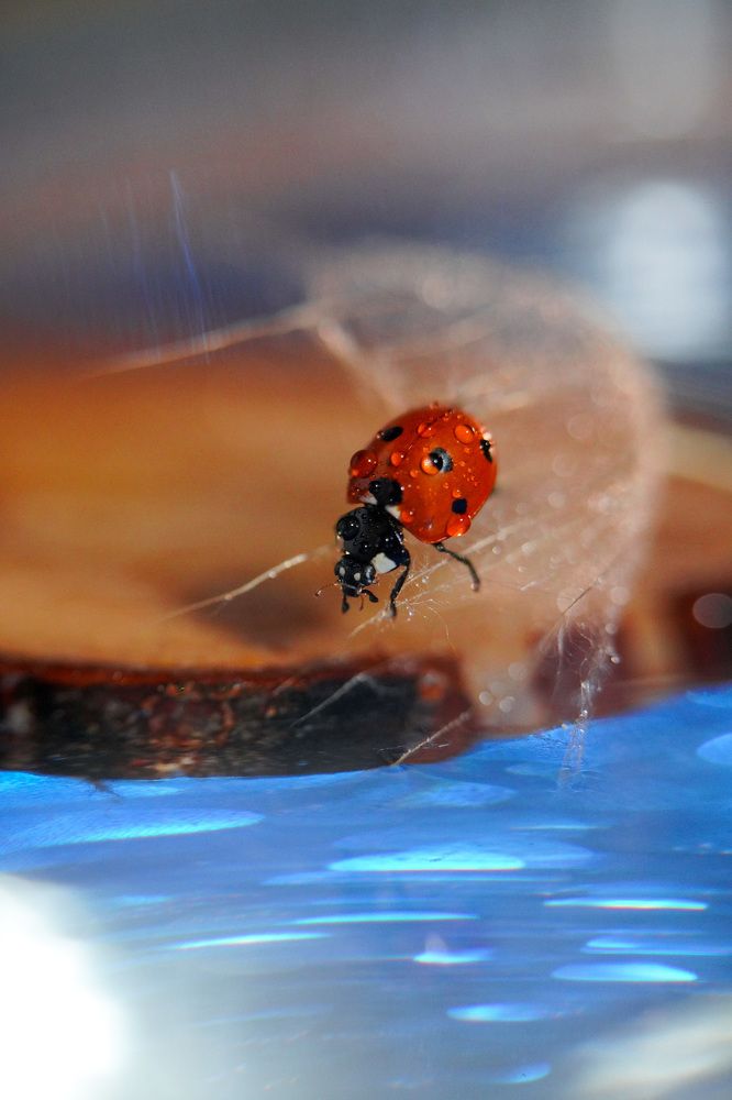 Photograph by Марина Беликова