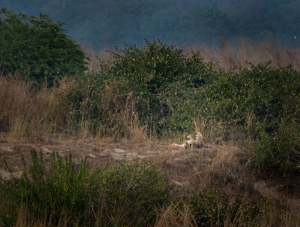 Royal feared from Giant