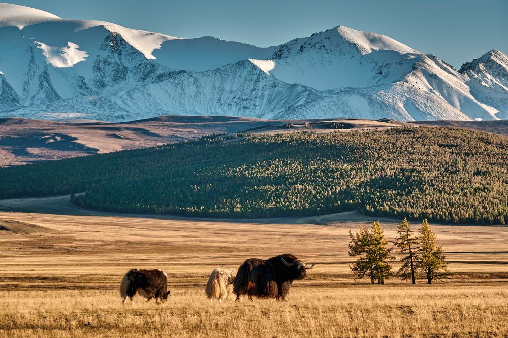 Прерии Тувы на закате