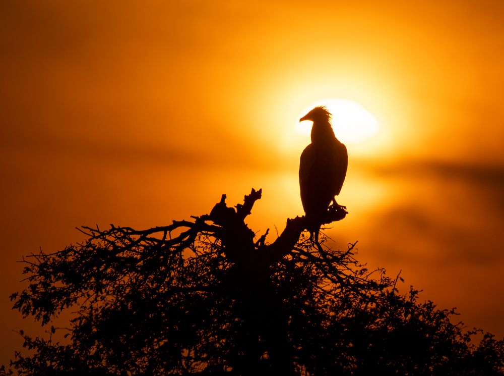 Story on a Golden Hour