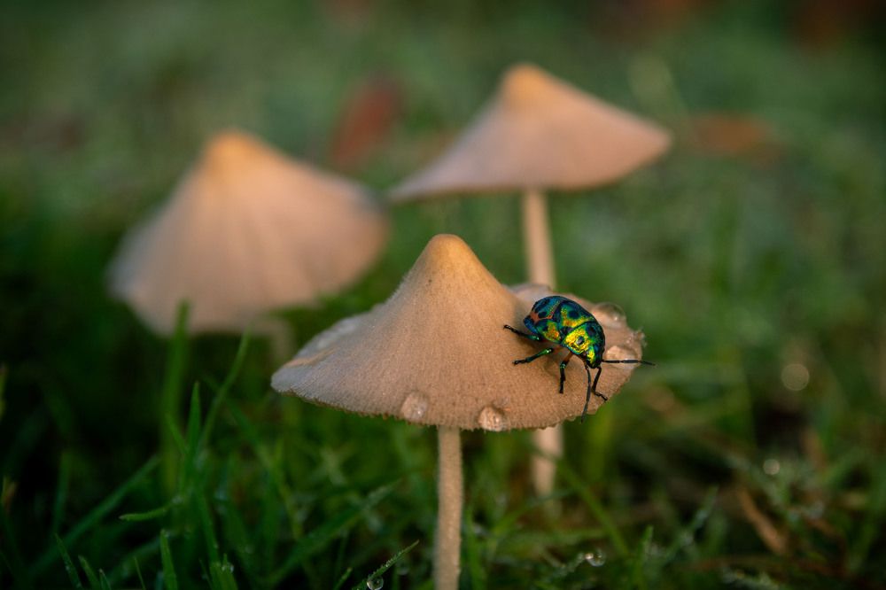 Photograph by Dipanjan Pal