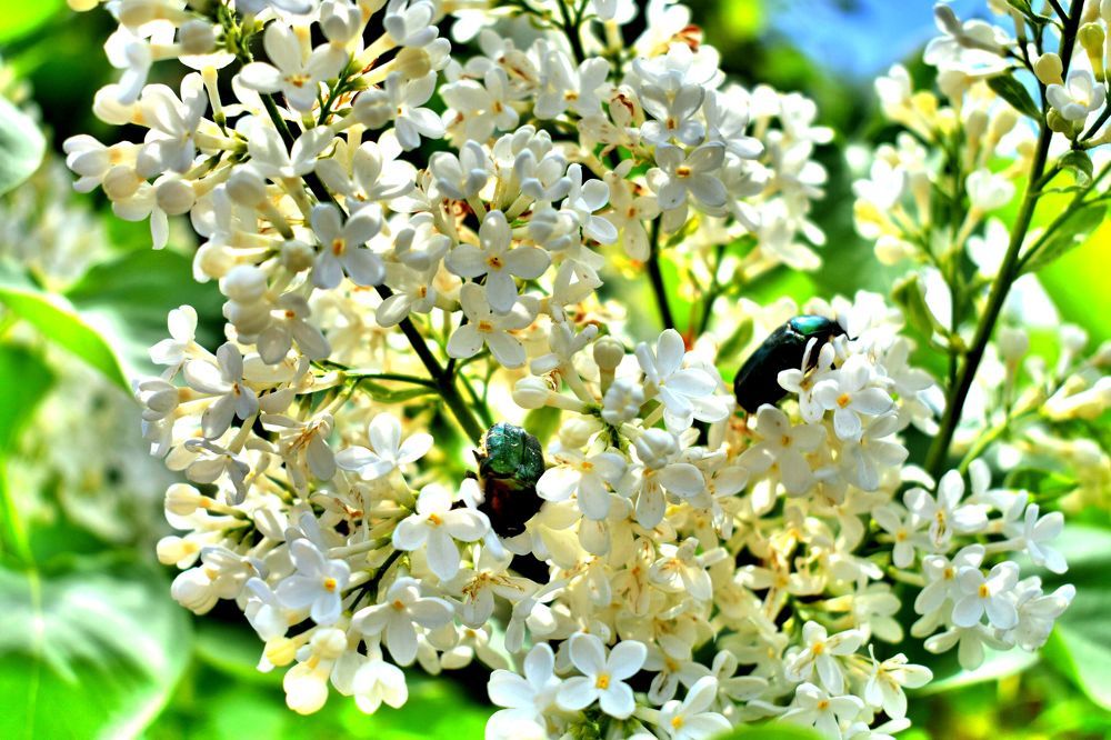 Майское влечение.