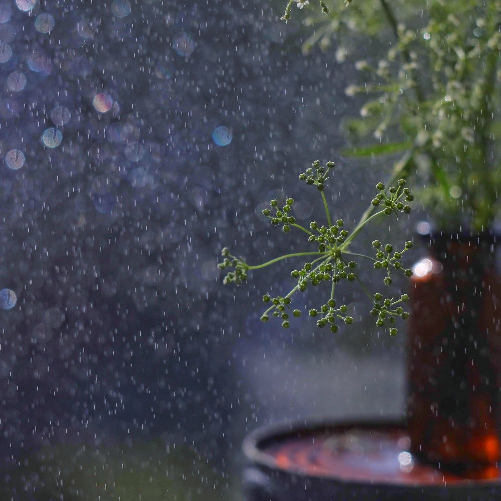 Летний дождь