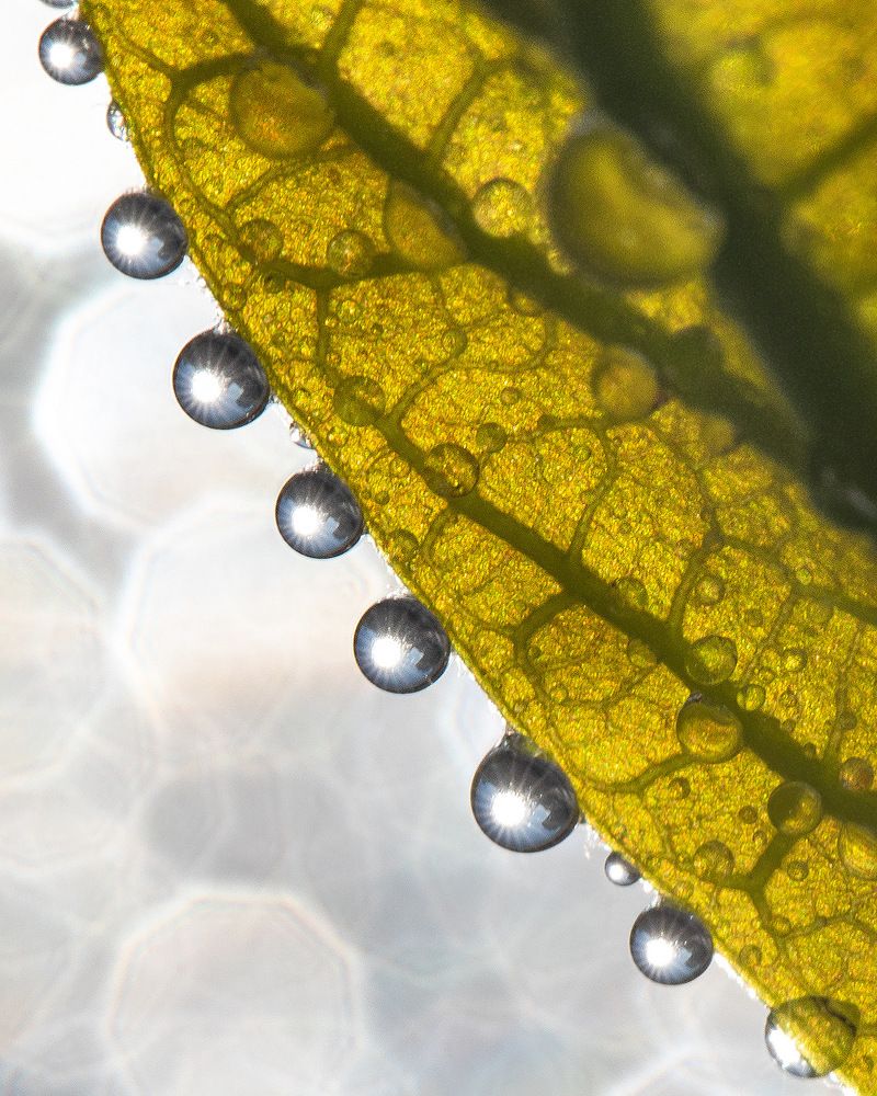 Фотография автора Мария Сурмачева