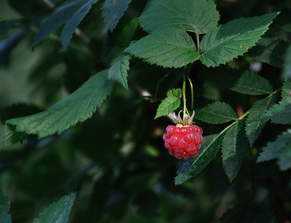 Photograph by Андрей Куликов