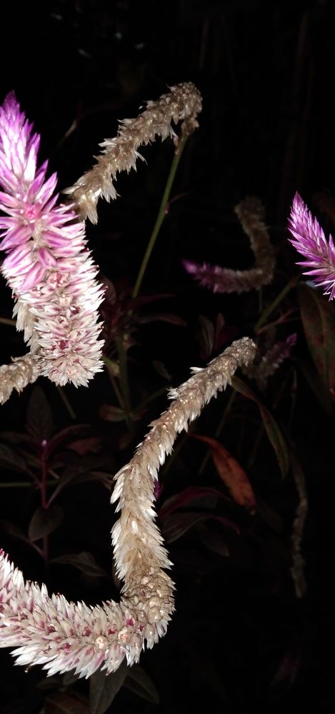 A night with Furry flora.