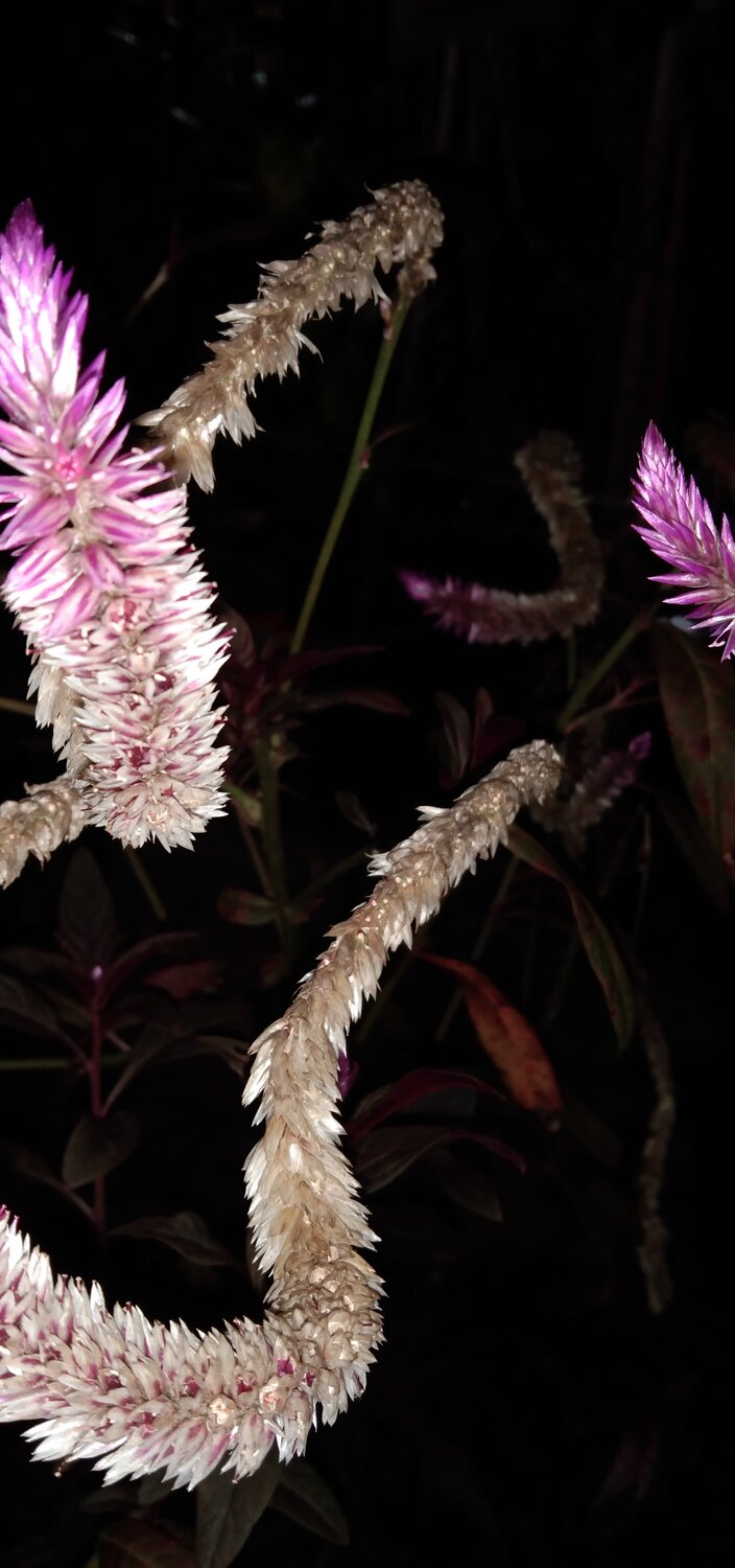 A night with Furry flora.