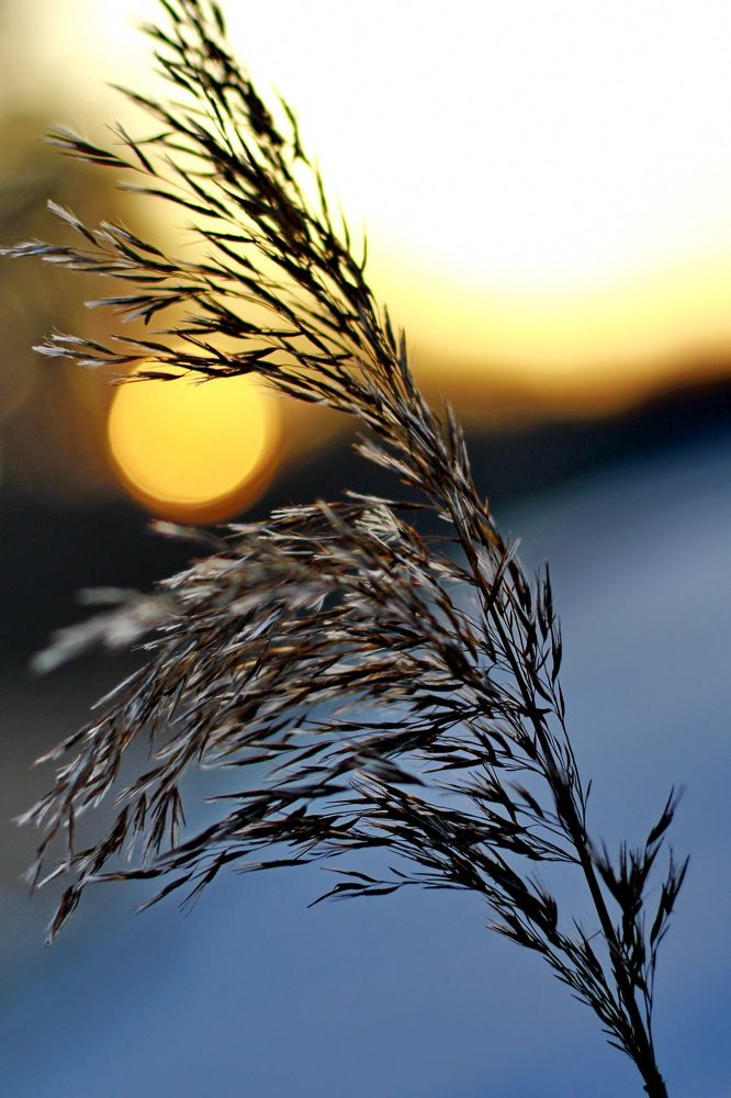 Солнце в камышах.