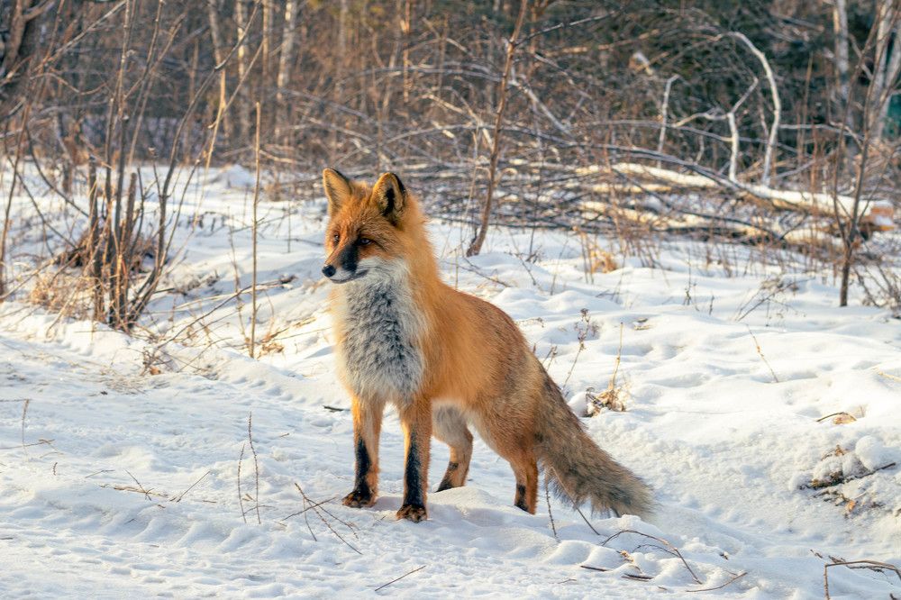 Photograph by Дмитрий Медянников