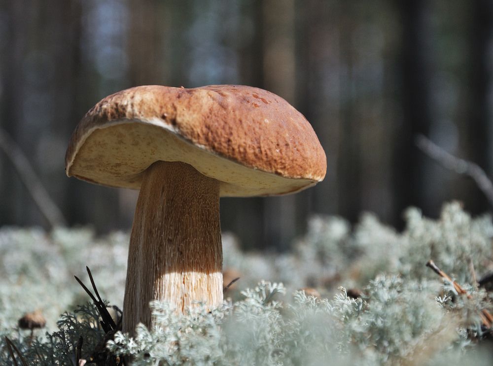 Photograph by Андрей Куликов