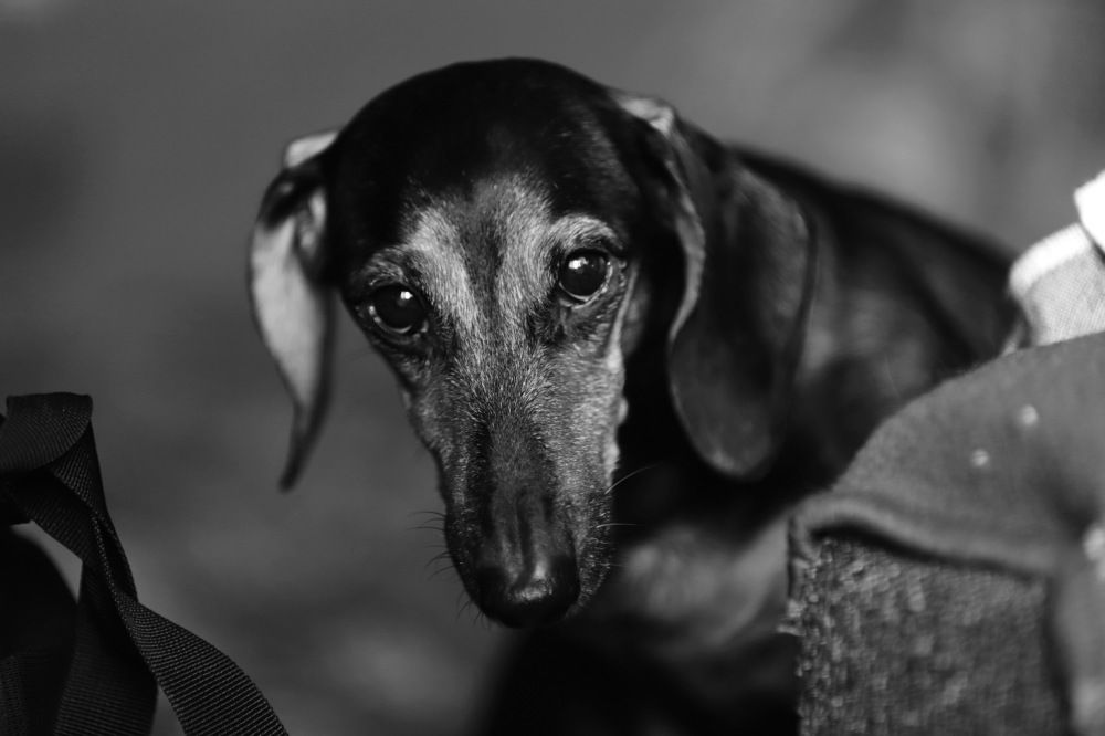 Photograph by Константин Лагоденко