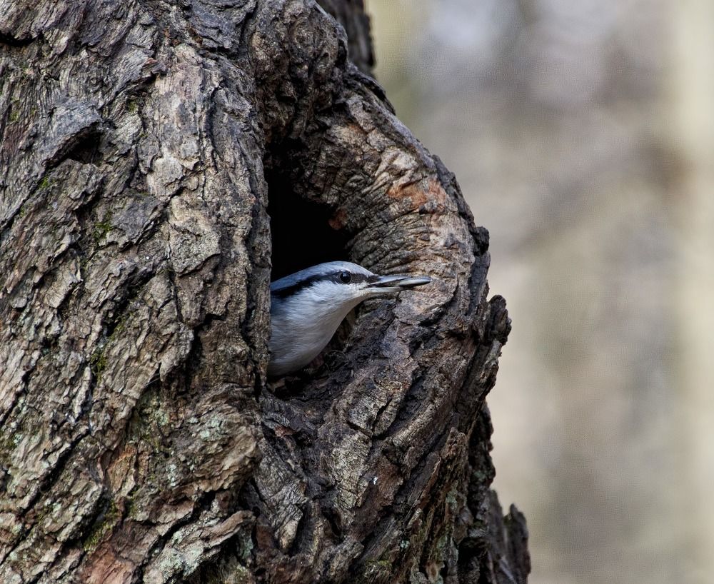 Плата за портрет -:))