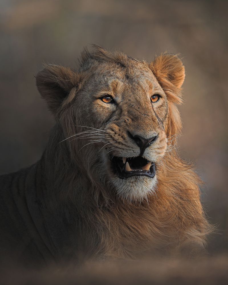 Ha Ha Ha. When King Laughs.