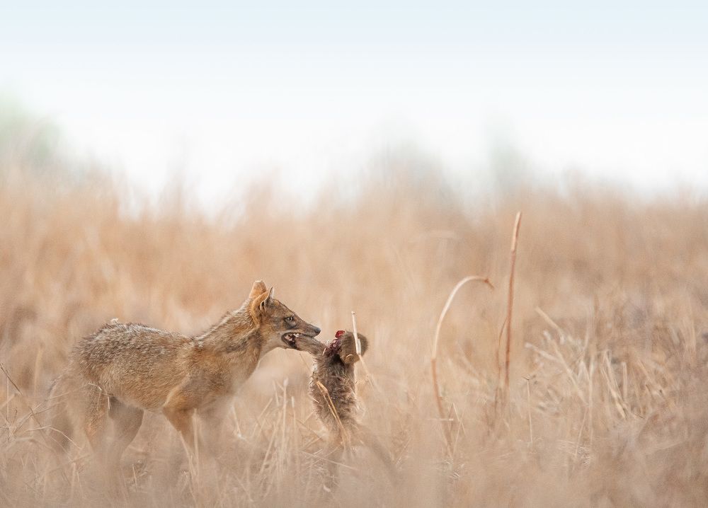 Survival of the fittest!