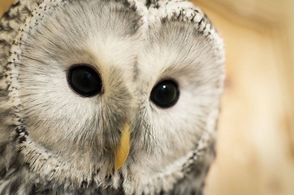 Photograph by Кристина Сотникова