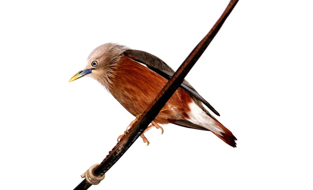 ID: Chestnut Tailed Starling