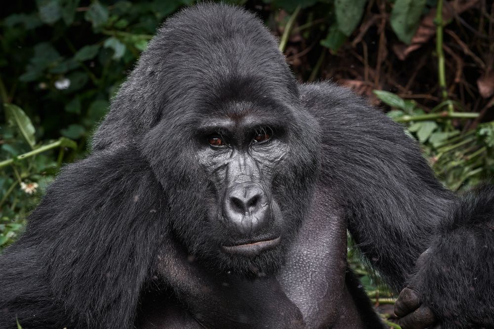 Горная горилла