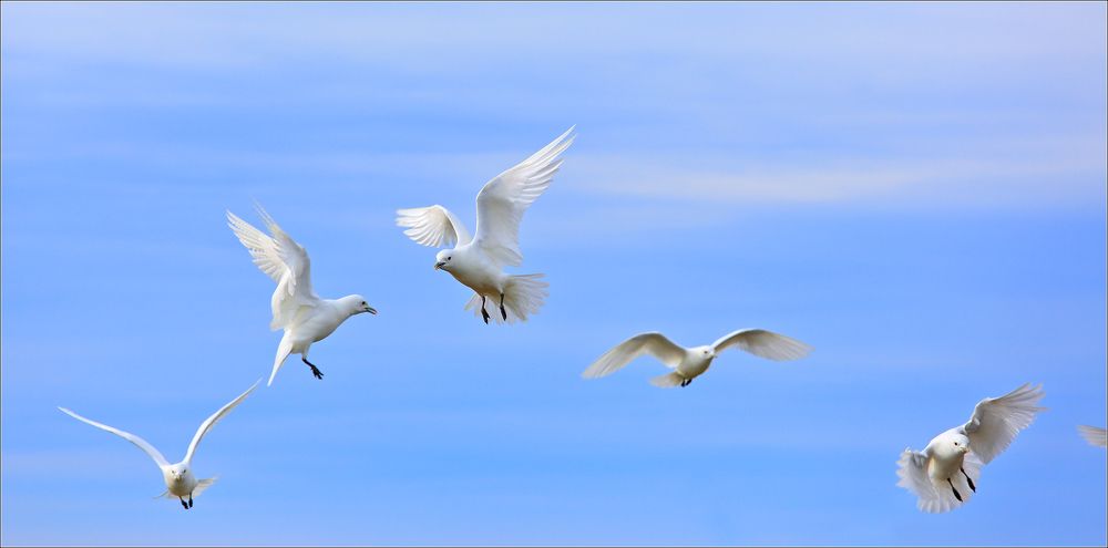 Белые чайки Арктики...