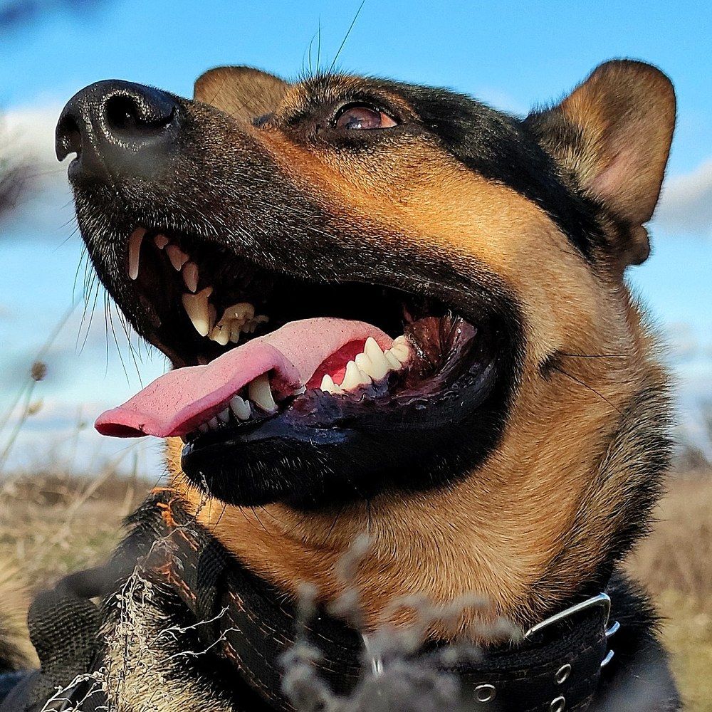 Фотография автора yuriy pokhvalitov