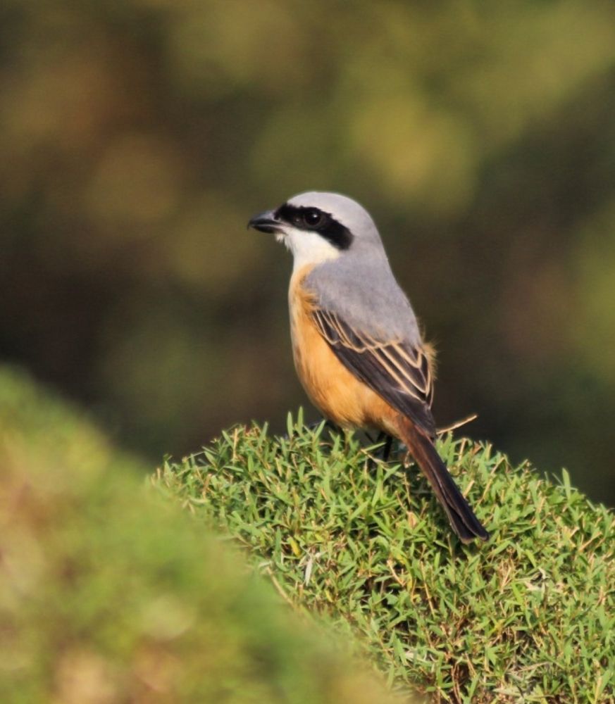 Grey-backed shrike