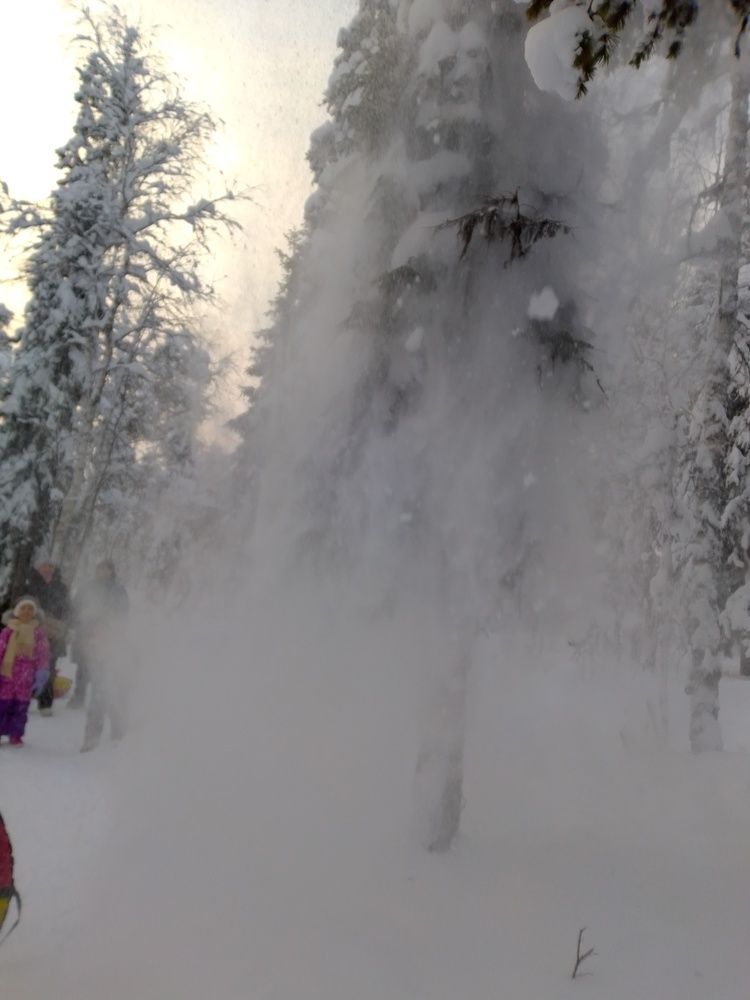 Внезапный обвал в лесу.