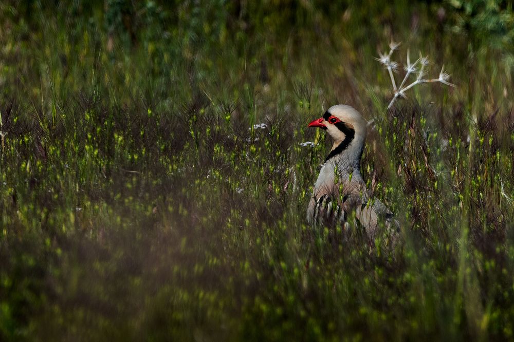 Photograph by sohrab kaveh