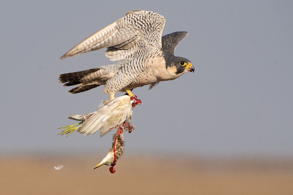 Photograph by Ashish Bhatt