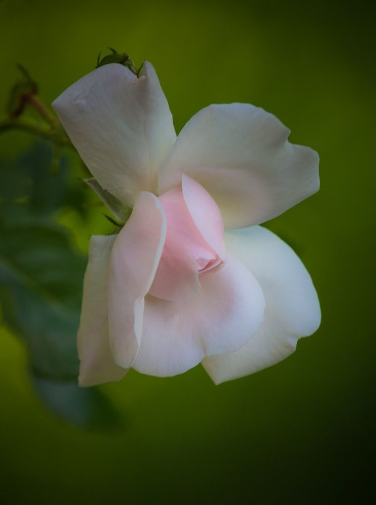 Photograph by Ольга Снаи