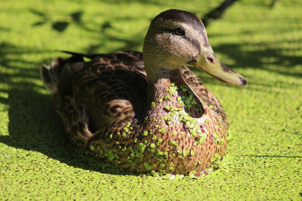 Photograph by Анна