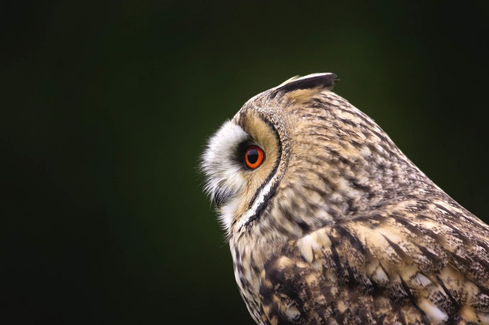 Birds of prey in Diessen