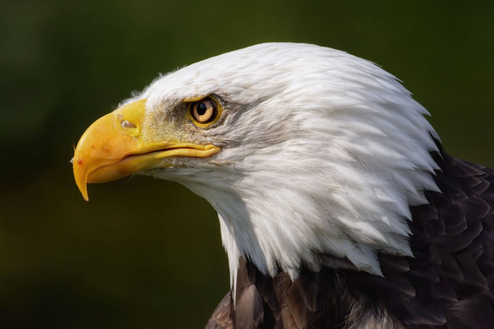 Birds of prey in Diessen