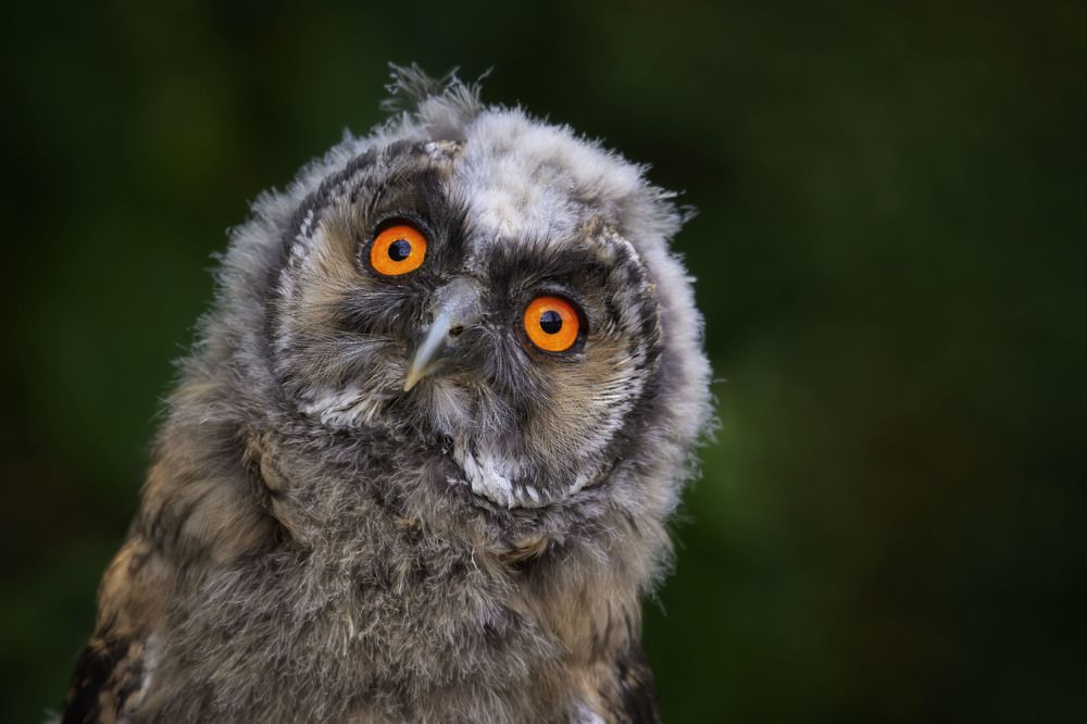 Birds of prey in Diessen